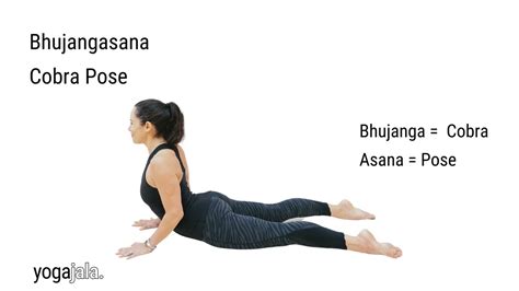 Share 191+ cobra pose muscles best - nanoginkgobiloba.vn