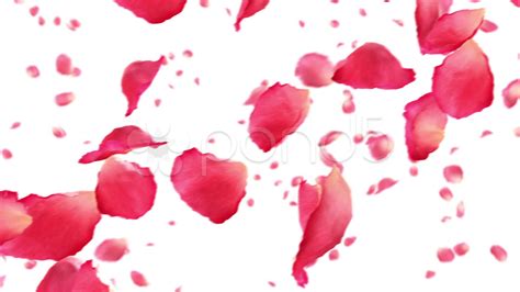 Free photo: Rose petals - Beautiful, Pedal, Valentine - Free Download - Jooinn