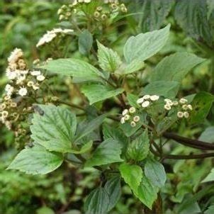 Pictorial evidences of pseudo-viviparous germination in Ageratina ...