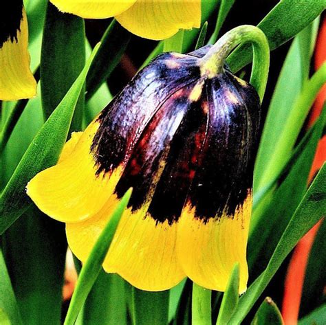 Fritillaria Planting Guide – Easy To Grow Bulbs