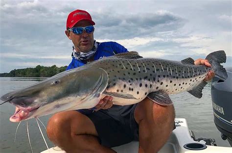 A partir de 5 de dezembro não se pesca mais o Pintado no Brasil | Diário de Olímpia