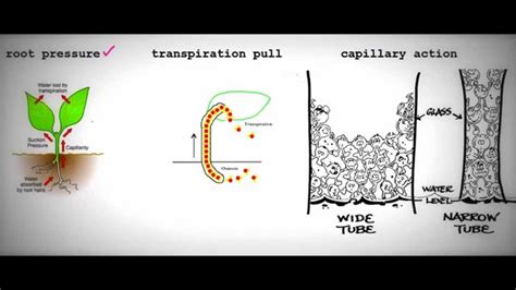 OCR AS Biology - Root Pressure, Transpiration pull, Capillary action and The Casparian strip ...