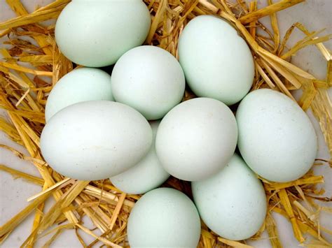 Duck Eggs for Sale – Millstreet.ie