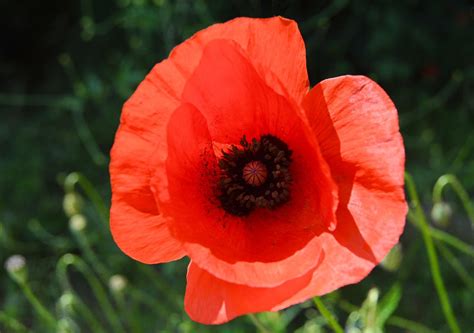 Poppy Flower Meaning In Hindi - Subarubaruk