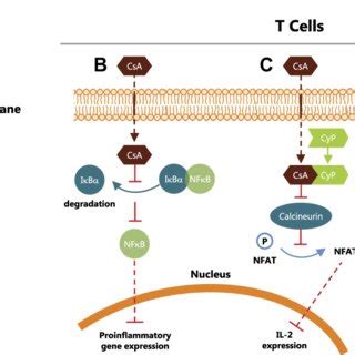 Suspension of cyclosporine A in emulsion vs nanomicelles. | Download ...