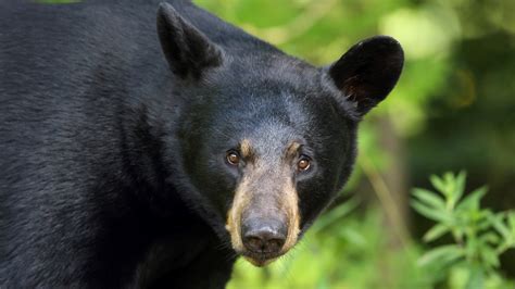 Black bears: The most common bear in North America | Live Science