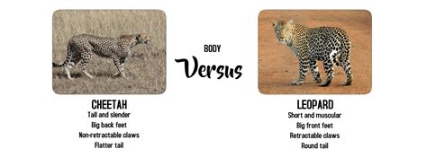 What's The Difference? Cheetah Vs Leopard - Safari Ventures