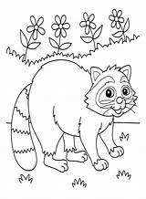 Raccoon Animals Coloring Page  Free Printable Pages sketch template
