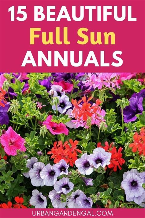 15 Beautiful Full Sun Annual Flowers | Full sun annuals, Annual flowers, Annual flower beds