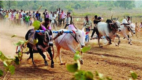 maharashtra bullock cart race start supreme court new guidelines