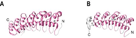 Examples of naturally occurring ankyrin repeat containing proteins. (A)... | Download Scientific ...