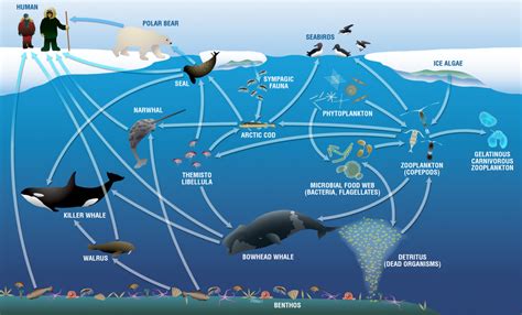 How ocean warming and acidification affect food webs | Ask A Biologist