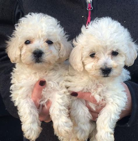 Bichon Frise Puppies For Sale | Stafford, CT #76146