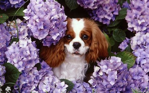 Purple Dog Wallpapers - Top Free Purple Dog Backgrounds - WallpaperAccess