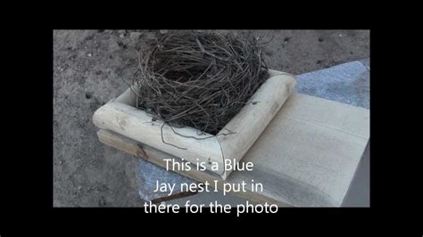 Blue Jay Nesting Platform