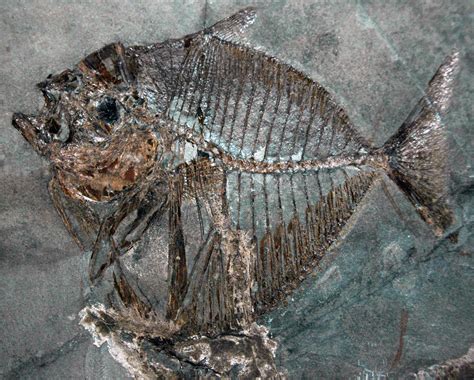 Mene rhombea (fossil fish) (Middle Eocene; Italy) 4 | Flickr