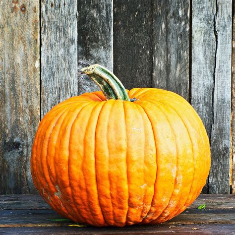 Pumpkin Seeds - Connecticut Field | Vegetable Seeds in Packets & Bulk ...