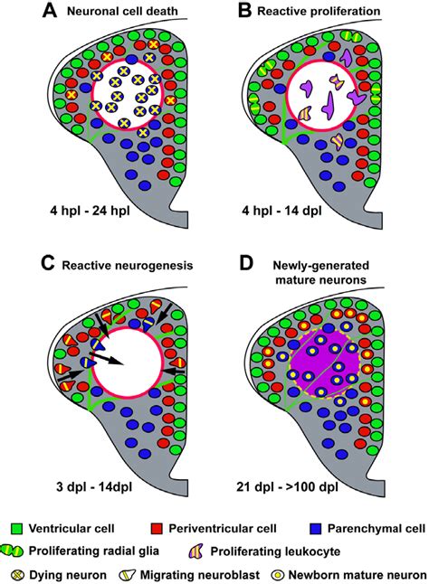 Figure 8 from Regeneration of the adult zebrafish brain from neurogenic ...