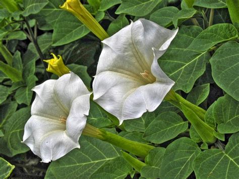 Flower Homes: Datura Flowers