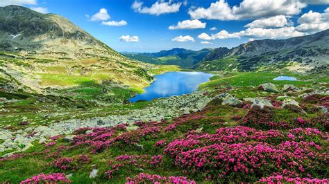 nature, landscape, clouds, sky, pink flowers, rocks, mountains, lake, Rhododendron, Romania ...