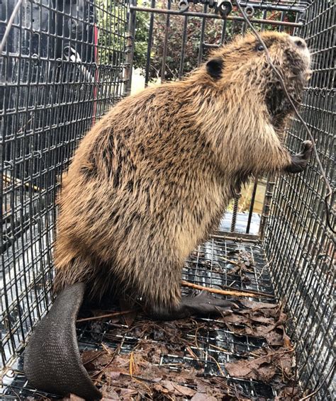 Beaver Trapping - Beaver Control- Highly Effective!