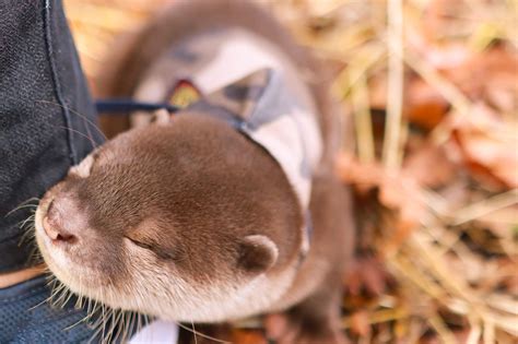 Adorable Photos of Baby Otters That'll Make Your Day Better | Reader's ...