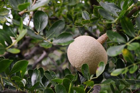 Wood Apple - Penang Tropical Fruit Farm