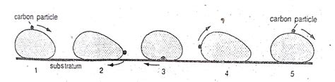 Locomotion or Movement of Amoeba proteus | Diagram - Swarborno