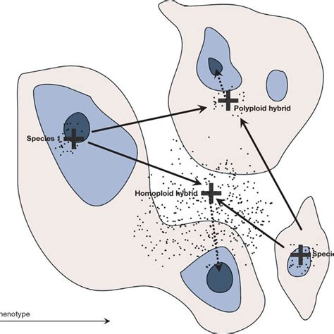 (PDF) Hybrid Speciation