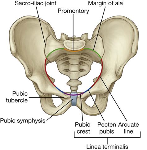 Sports Hernia Injury: A Complete Full-Scale Review (Athletic Pubalgia)