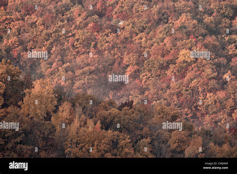 Aerial view of the fall forest Stock Photo - Alamy