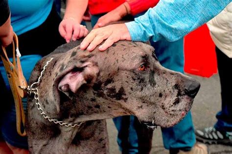 Wobbler's Syndrome: A Helpful Guide for Great Dane Owners