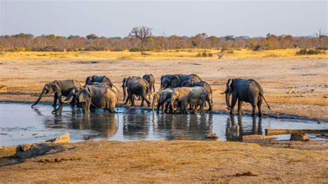 ZELA files an urgent chamber application against Hwange National Park SGs - Mining Zimbabwe