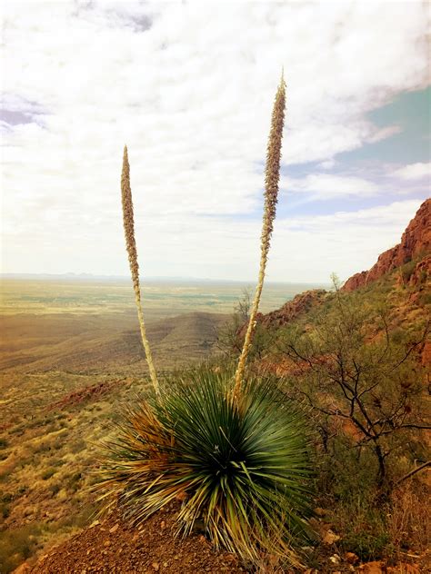 Globe Trotting — daily discoveries » Franklin Mountains