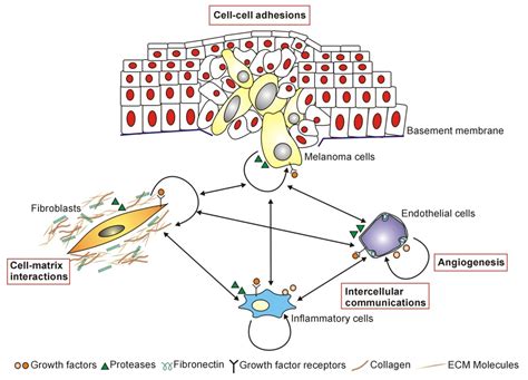 Stromal Microenvironment Alterations in Malignant Melanoma | IntechOpen