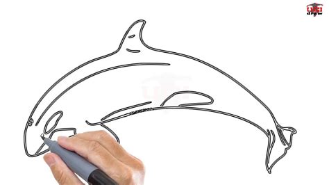 How To Draw A Whale Step By Step Easy - alter playground