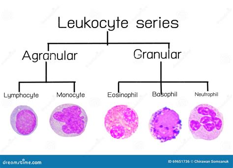 Leukocyte series stock photo. Image of basophil, eosinophil - 69651736