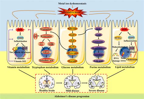 The primary oxidative stress-associated metabolic pathways in AD. AD is ...