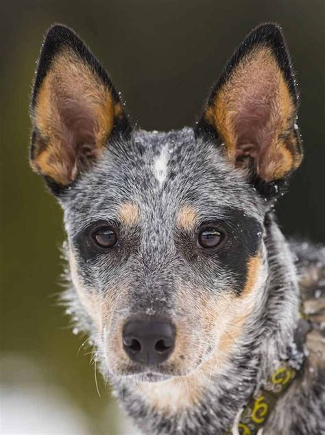 Pictures of Blue Heelers - Beautiful Images of Australian Cattle Dogs