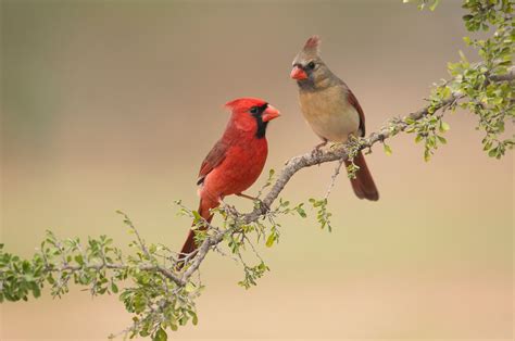 Northern Cardinal | Audubon Field Guide