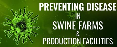 Swine Disease Prevention Strategies for Pig Farms | Osborne Livestock