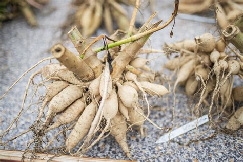 Dividing Dahlias: How to Divide and Store Tubers for the Cutting Garden