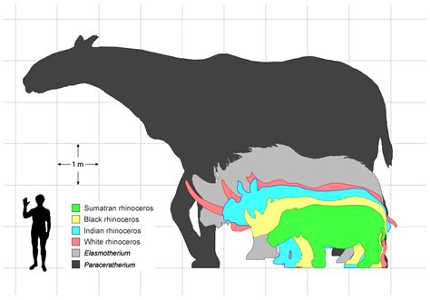 علم الاحياء : اكبر الثديات البرية عاش على سطح الارض اطلاقا (Paraceratherium)