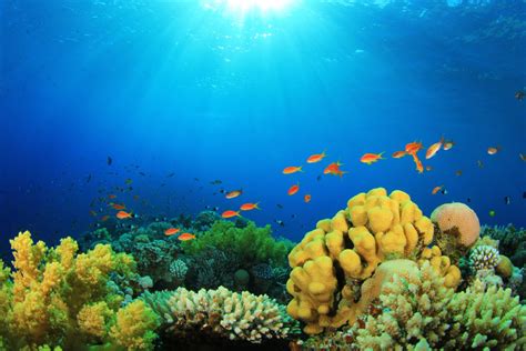 الشعب المرجانية تتكون من تجمع المرجان على شواطئ البحار مكونة شكلا جميلا ...