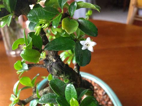 Flowering Fukien Tea Bonsai Tree Care - About Bonsai