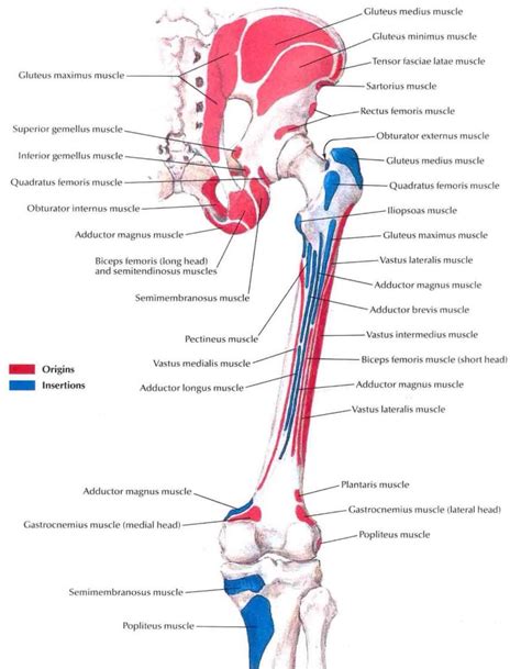 Muscle insertions and origins of the posterior aspect of the thigh | Body anatomy, Human body ...