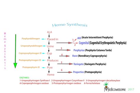 Medicowesome: Heme Synthesis Mnemonic