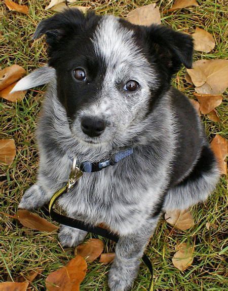 horizonteanimal | Blue heeler puppies, Heeler puppies, Cattle dog