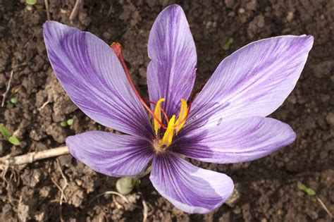 11 of the Best Crocus Varieties for Your Garden | Gardener’s Path