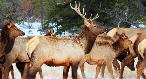 Jasper National Park Wildlife Wallpaper HD Download